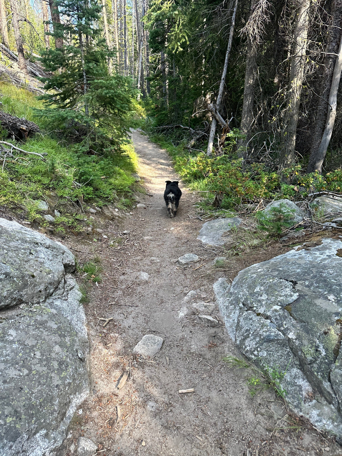 Dog for the Win!