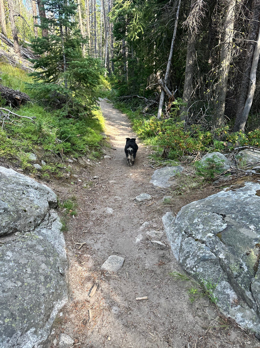 Dog for the Win!